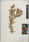 Foto von Salix pedicellaris Pursh